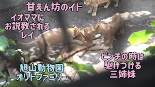 旭山動物園　甘えん坊のイト　イオママにお説教されるレイ　ピンチの時は駆けつける三姉妹　オリト＆イオちゃんファミリー　Orito \u0026 Io family　Lion family