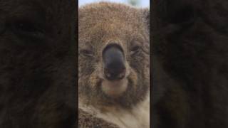 Koala Secrets 🐨🖐️ Human-Like Fingerprints of Australia's Iconic Marsupials | 60 Second Animal Fact!