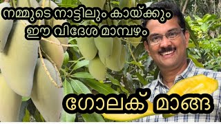 ഗോലക് മാങ്ങ / Golek / Golak / ഗോലെക് / വെറൈറ്റി  മാവുകൾ