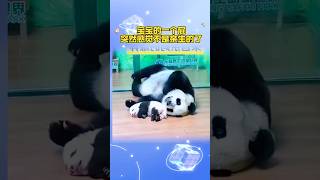 小妹猪被妈妈嫌弃的一天：这娃是一点都不想要了😂 #大熊猫 #panda #adorablepanda #萌宠 #大熊猫妹猪 #pandafans #cutepanda #cute