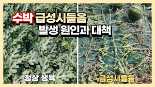 수박 수확기 발생하는 급성시들음 발생 원인과 대책은? 일교차가 심했던 4월 말 5월 초