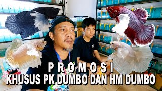 PROMO SEPASANG SEGALA JENIS CUPANG DUMBO EAR