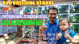 | TERNAK KENARI YORKSHIRE || Part 7: Cara mestabilkan kenari Pejantan YS siap Kawin |