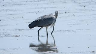 왜가리 Grey Heron #birdwatching #birds