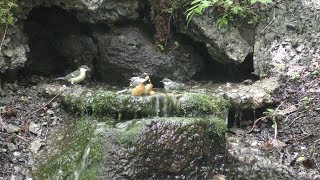 山中湖 大洞の泉のヤマガラとシジュウカラ（幼鳥）とヒガラとヒガラ（幼鳥）とコガラ　その１（4K動画）