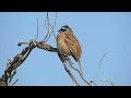 ホオジロのさえずり emberiza cioides meadow bunting singing