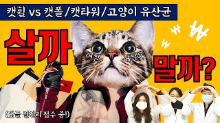 고양이 용품! 딱 정해드립니다🐈(캣휠vs캣폴, 캣타워, 유산균) [수의사들의 살까말까]