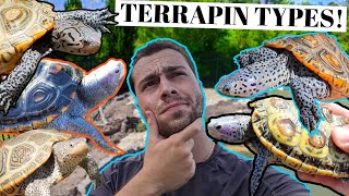 Diamondback Terrapin Subspecies *EXPLAINED*