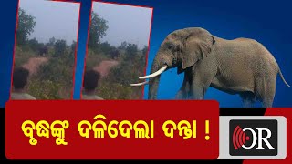 ବୃଦ୍ଧଙ୍କୁ ଦଳିଦେଲା ଦନ୍ତା ! | Odisha Reporter