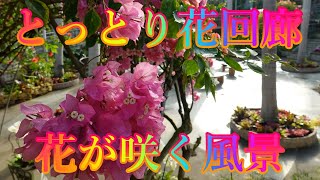 冬散歩 1月18日 土曜 晴れ 寒い朝の空気 #とっとり花回廊 花が咲く風景 日本 鳥取県西伯郡南部町鶴田 レストラン花かいろう @WalkingYoshi