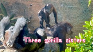 🥶寒いけど陽射しが恋しいゴリラ達🌞Funny gorilla sisters