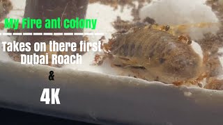 My Fire Ant Colony Take On There First Live Dubai Roach (solenopsis invicta) [4k]