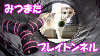 猫おもちゃ【みつまたプレイトンネル】で遊ぶネコ吉♪　Cat toy [Three ways play tunnel]