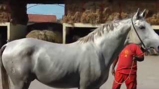 STALLIONS (pastuvi) CAR, BREGAVA, FAVORIT ZENTA AND MARE (kobila) CURA