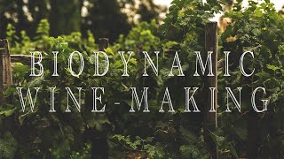 The truth about BIODYNAMIC WINE MAKING