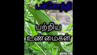 பச்சோந்தி பற்றிய 3 உண்மைகள்....