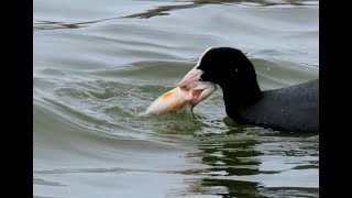 1316. Lyska černá, Eurasian Coot, Blässhuhn, Meerkoet, Foulque macroule, Лысуха, Łyska zwyczajna