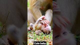 new born monkey baby status #cutemonkey #socuteanimals #animalshorts #viralvideo