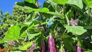 Eggplants in the World \u0026 We Cook 7 ways. Eggplants are culinary \u0026 folk medicinal. see description