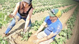 What’s Happening Under The Soil? – Full Growing Update On the Farm