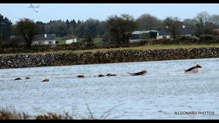 Our Last Hunt of the Season : Galway Blazers