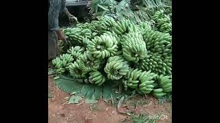 S H biotech . banana plants available delivery karnata state .elakki .G9    ..   8147048436..