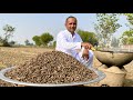 How To Roast Pine Nuts | How To Roast Chilghoza At Home | Chilgoza Roasting | Village Food Secrets