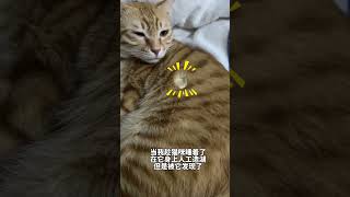 突然打个哈欠,我以为它不生气了 #橘猫