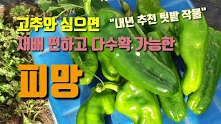 다수확 장기 재배 가능한 피망 고추와 키우면 재배가 쉬운 피망키우기1