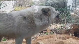 2月23日とくしま動物園へ行って来た🎵シンリンオオカミゆうき君