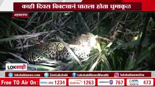 Leopard trapped in wild boars nets | अहमदनगरमध्ये रानडुकराच्या जाळ्यात बिबट्या जेरबंद