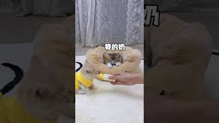 果然小奶猫的奶最重要 #铲屎官的乐趣 #小奶猫 #万物可爱计划