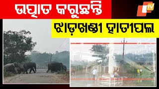 Herd of 50 Elephants from Jharkhand Enter Nilagiri, Balasore