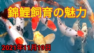 錦鯉飼育の魅カ　The charm of Nishikigoi breeding　  #️⃣鯉#️⃣鈴木金魚錦鯉店#️⃣山古志錦鯉#鯉めのう鯉動画