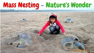 Olive Ridley Sea Turtles Laying Eggs || Mass Nesting  Arribada