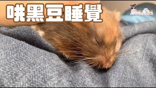 Hamsterdingding．哄黃金鼠睡覺💤．黃金鼠．熊仔鼠 [黑豆Black Bean]