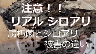 『リアルシロアリと腐朽菌』 シロアリが動き回る場面が出てきますので注意してください。動画を見ると腐朽とシロアリ被害の違いがわかる動画です