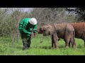 Rescue of Orphaned Elephant Nyambeni | Sheldrick Trust