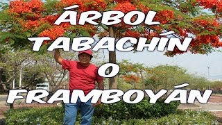 Árbol Tabachín o Framboyán