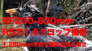 Canon RF200-800mmをR5クロップ（1280mm)で撮影してみました。