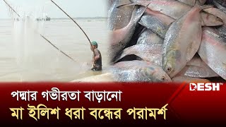 রাজশাহী অঞ্চলে কমেছে ইলিশ আহরণ | Rajshahi | Hilsa | Desh TV