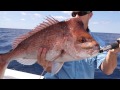 snapper on gulp 6 inch grubs