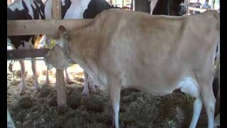 Szarvasmarha, JERSEY TEHÉN, Farmer Expo, Debrecen, 2011., SDV_2167.MP4