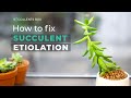 BEGINNER TIPS: HOW TO FIX SUCCULENT ETIOLATION | WHY SUCCULENT IS LEGGY OR STRETCHED?