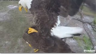 SWFL Eagles ~ M15 \u0026 F23 Afternoon Nest Work \u0026 3rd Mating Of Day! 💕 M15 Lies In Nest 5 Times! 2.25.25