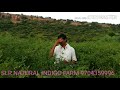 natural indigo farming details and farmer experience ఇండిగో పార్మింగ్ రైతు యొక్క అనుభవాలు