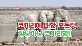 [동물백과] 코끼리에대한 모든것 역시 코끼리의 엄청난 스팩