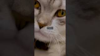 Is your cat's hearing better than yours?#shortsviral #cat #cute