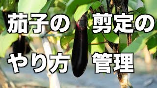 Eggplant pruning and management