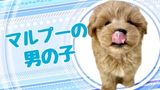 ハーフ犬・マルプーの子犬　（平野瓜破）